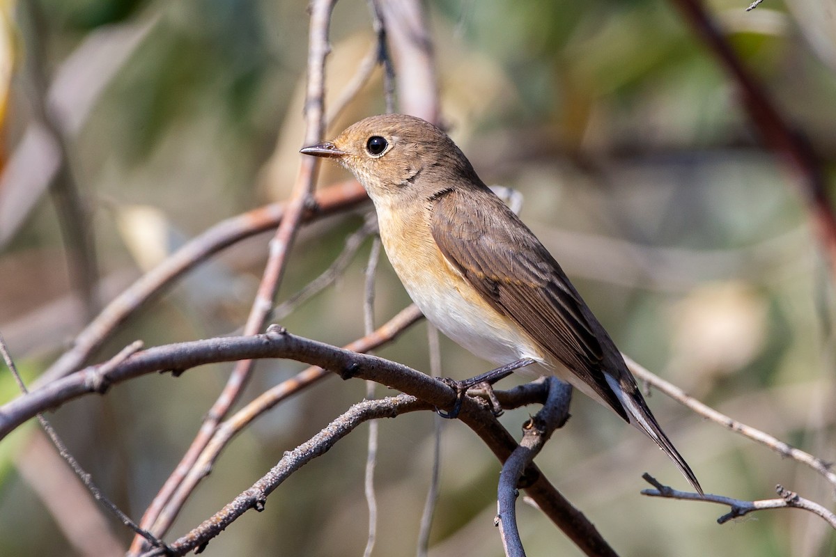 Red-breasted Flycatcher - ML187757311