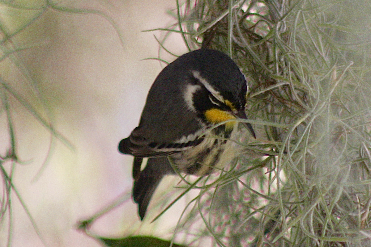 Yellow-throated Warbler - ML187757341