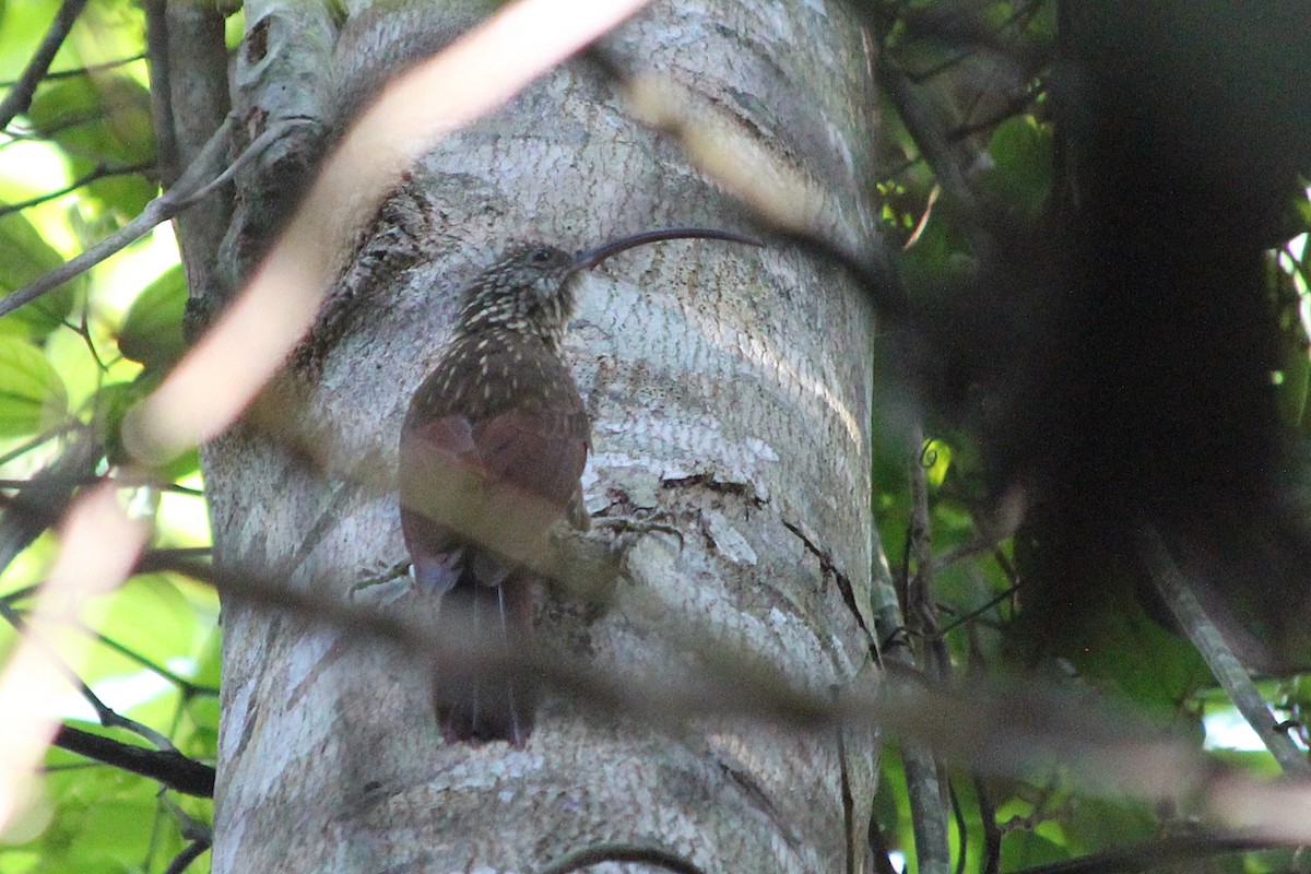 Xingu Scythebill - ML187757511