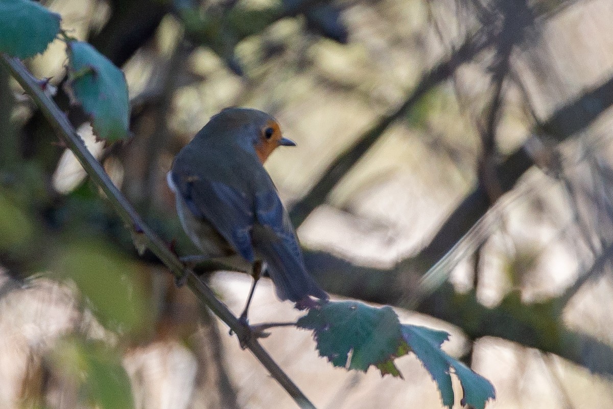 Өрнийн зээрд омруут - ML187757661