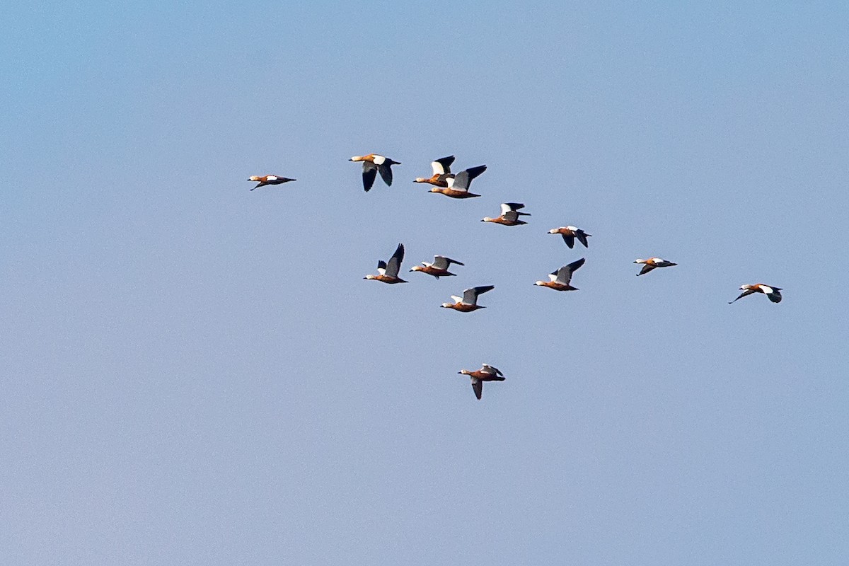 Ruddy Shelduck - ML187758321