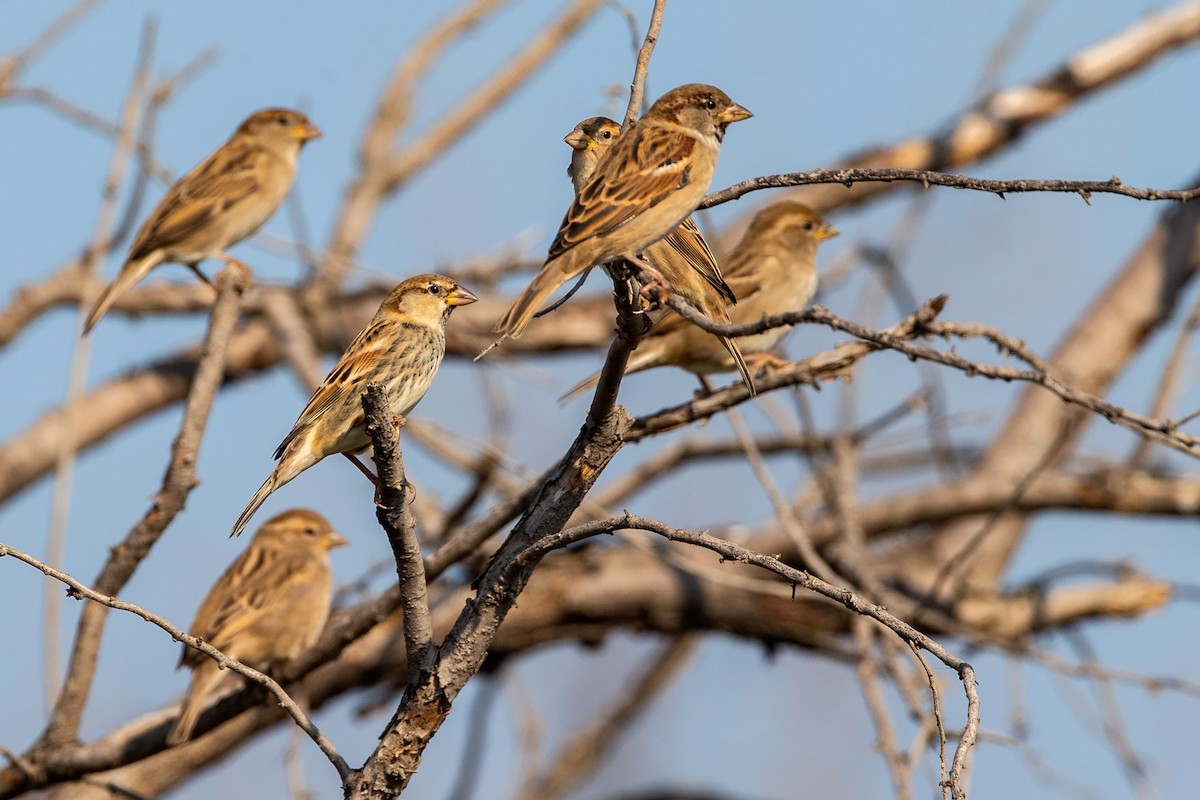 Spanish Sparrow - ML187759011