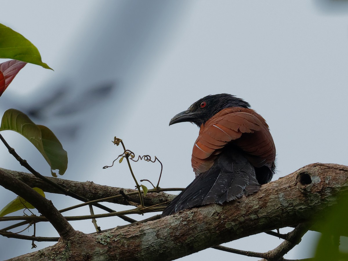 Greater Coucal - ML187759431
