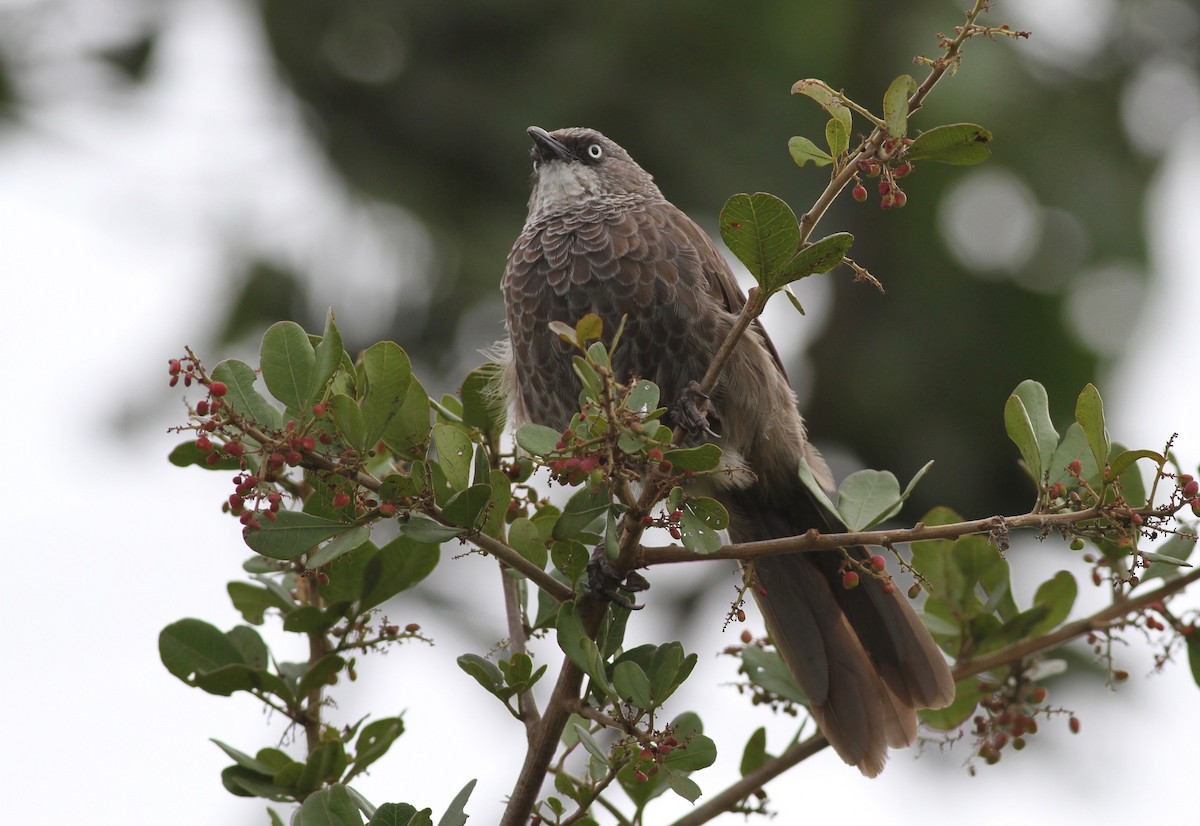 Black-lored Babbler (Nanyuki) - ML187759601