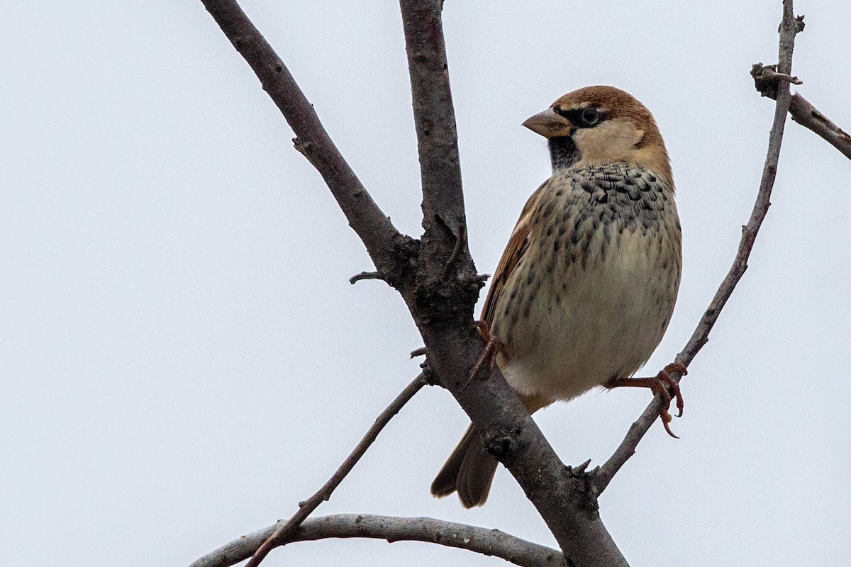 Spanish Sparrow - ML187760201