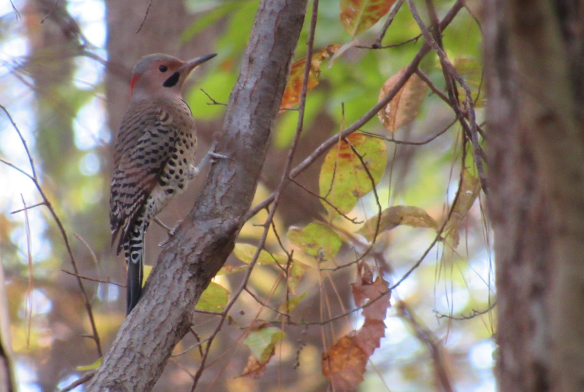 Northern Flicker (Yellow-shafted) - ML187762741