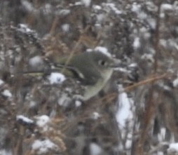 Ruby-crowned Kinglet - ML187766451