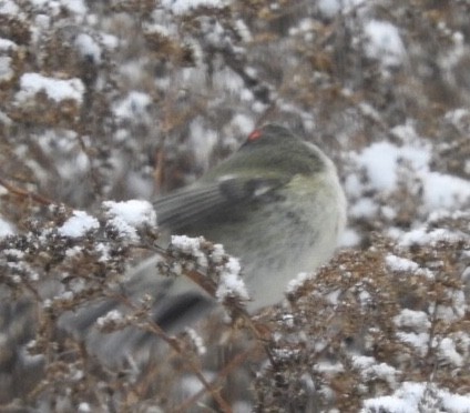 Ruby-crowned Kinglet - ML187766461
