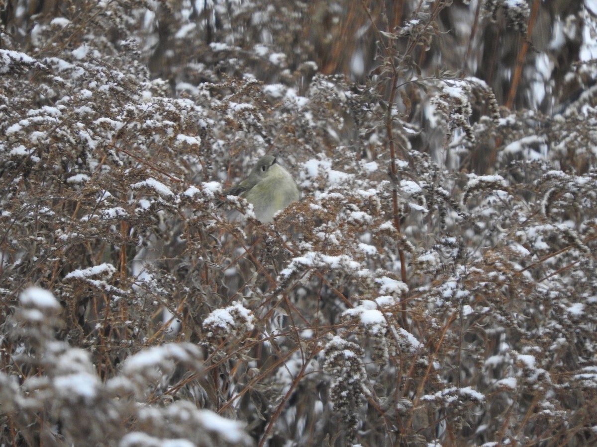 Ruby-crowned Kinglet - ML187766471