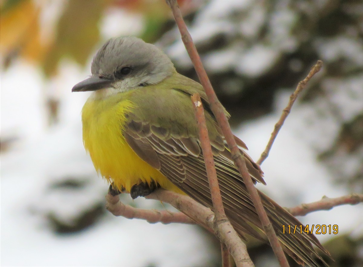 Tropical Kingbird - dave chase