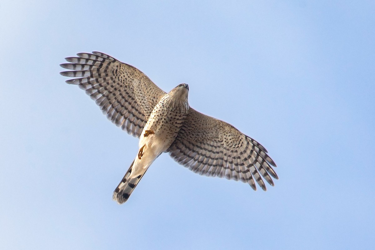 Eurasian Sparrowhawk - ML187767501