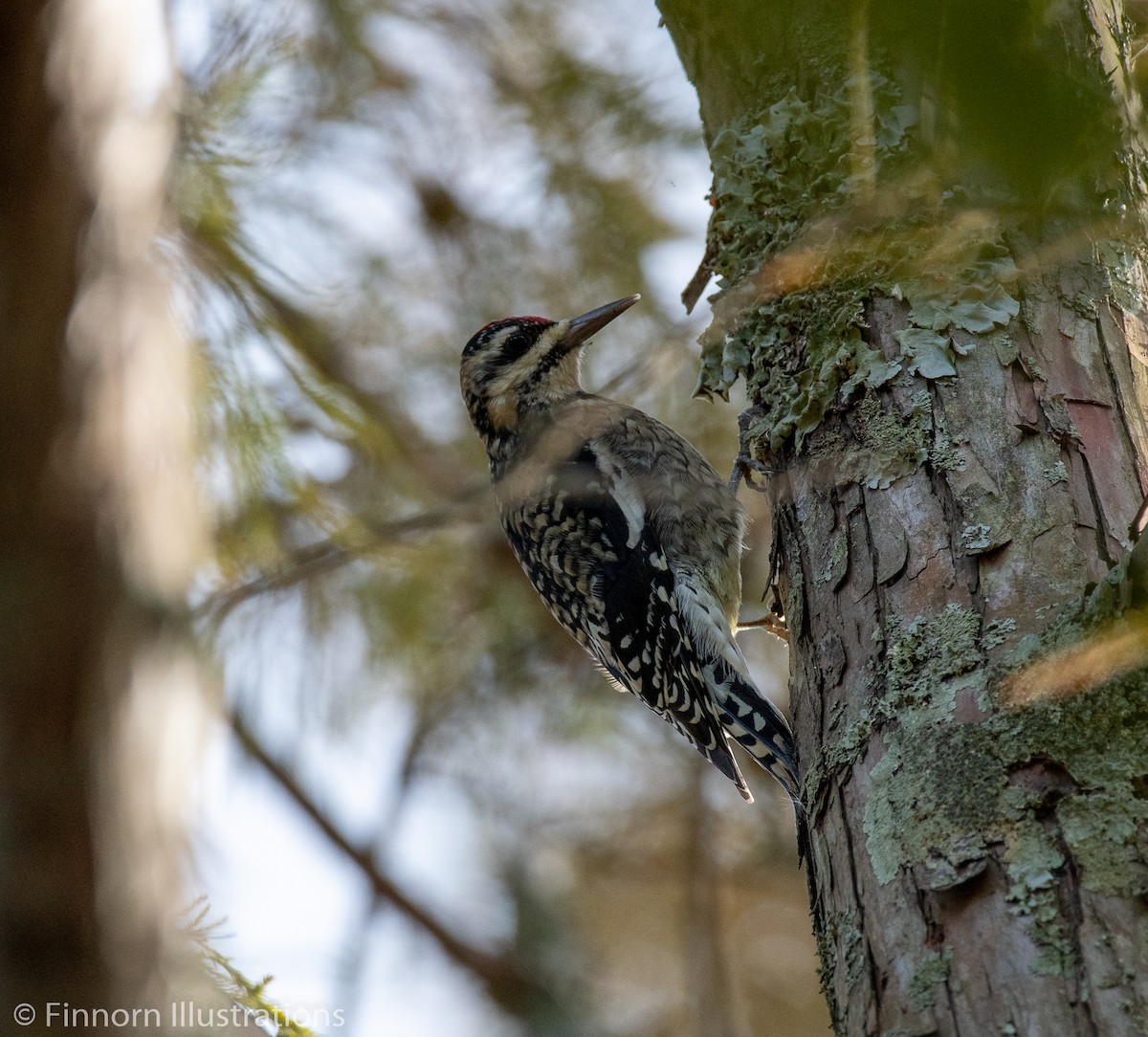 Yellow-bellied Sapsucker - ML187768751