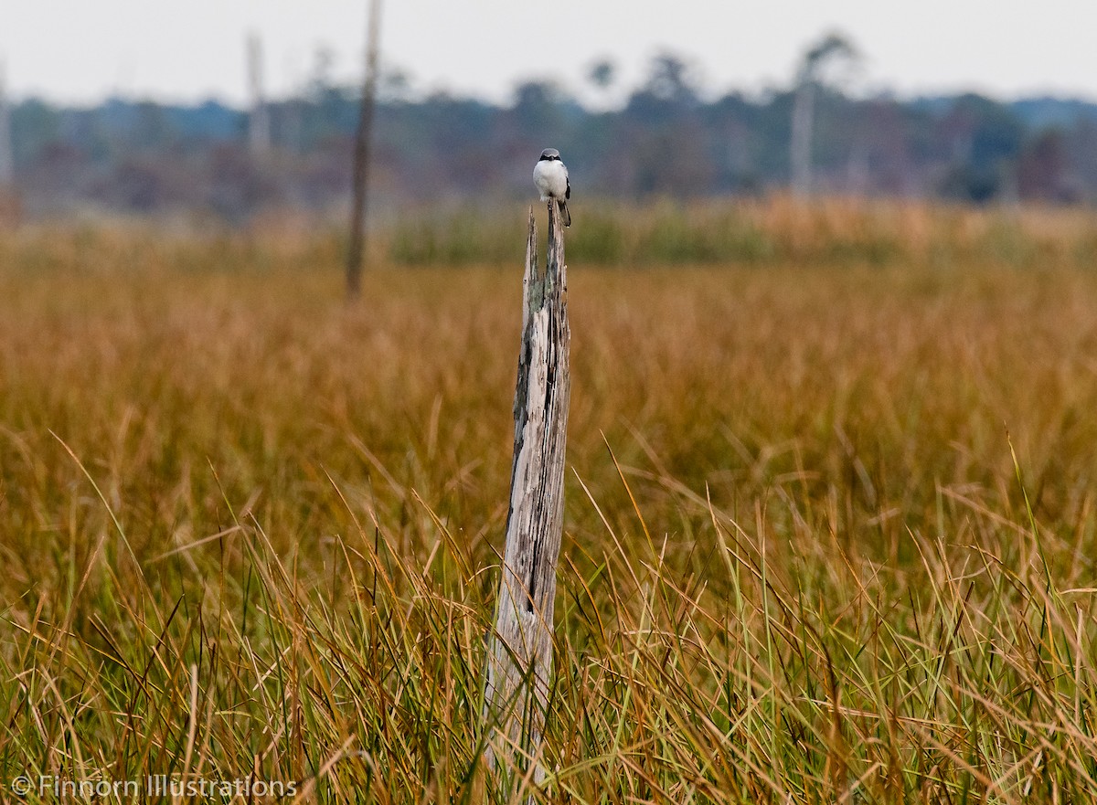 Loggerhead Shrike - Brandon Finnorn