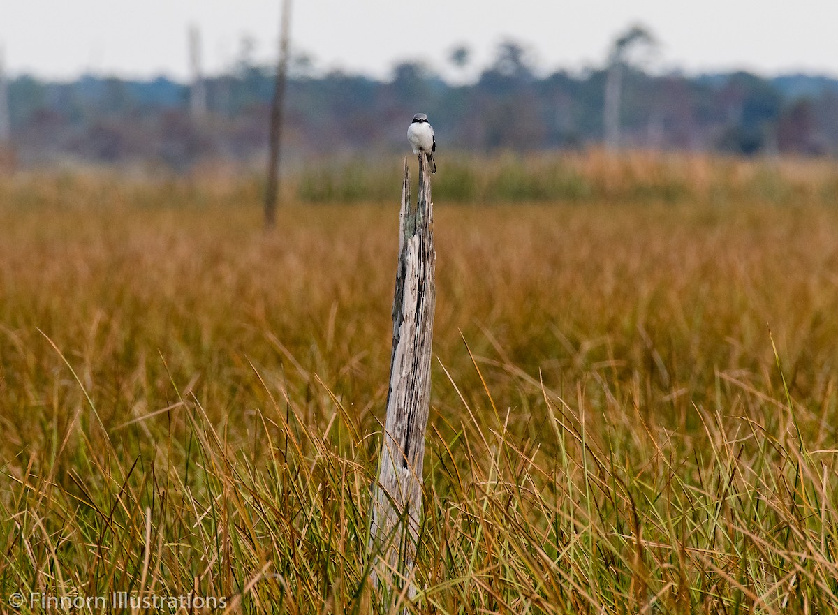 Loggerhead Shrike - ML187768791