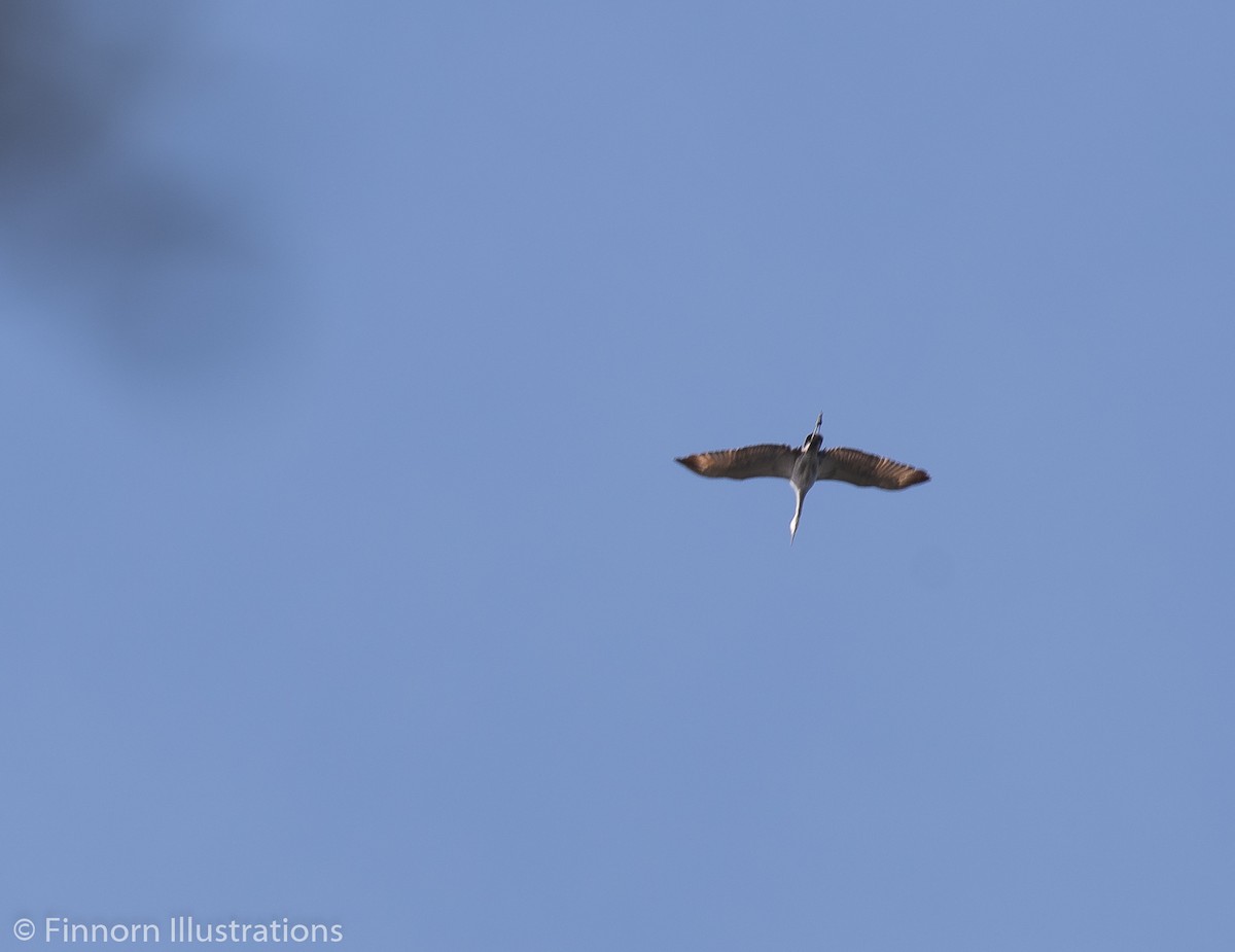 Sandhill Crane - Brandon Finnorn