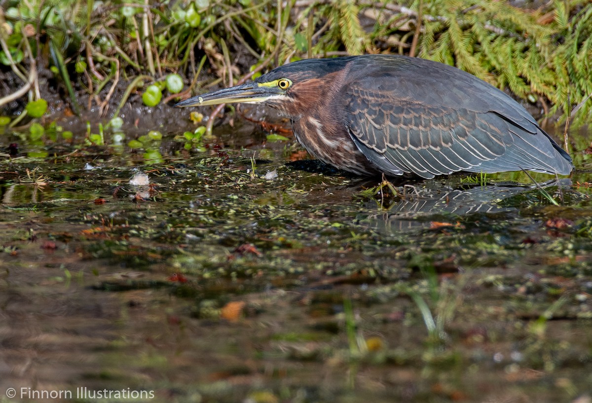 Green Heron - Brandon Finnorn