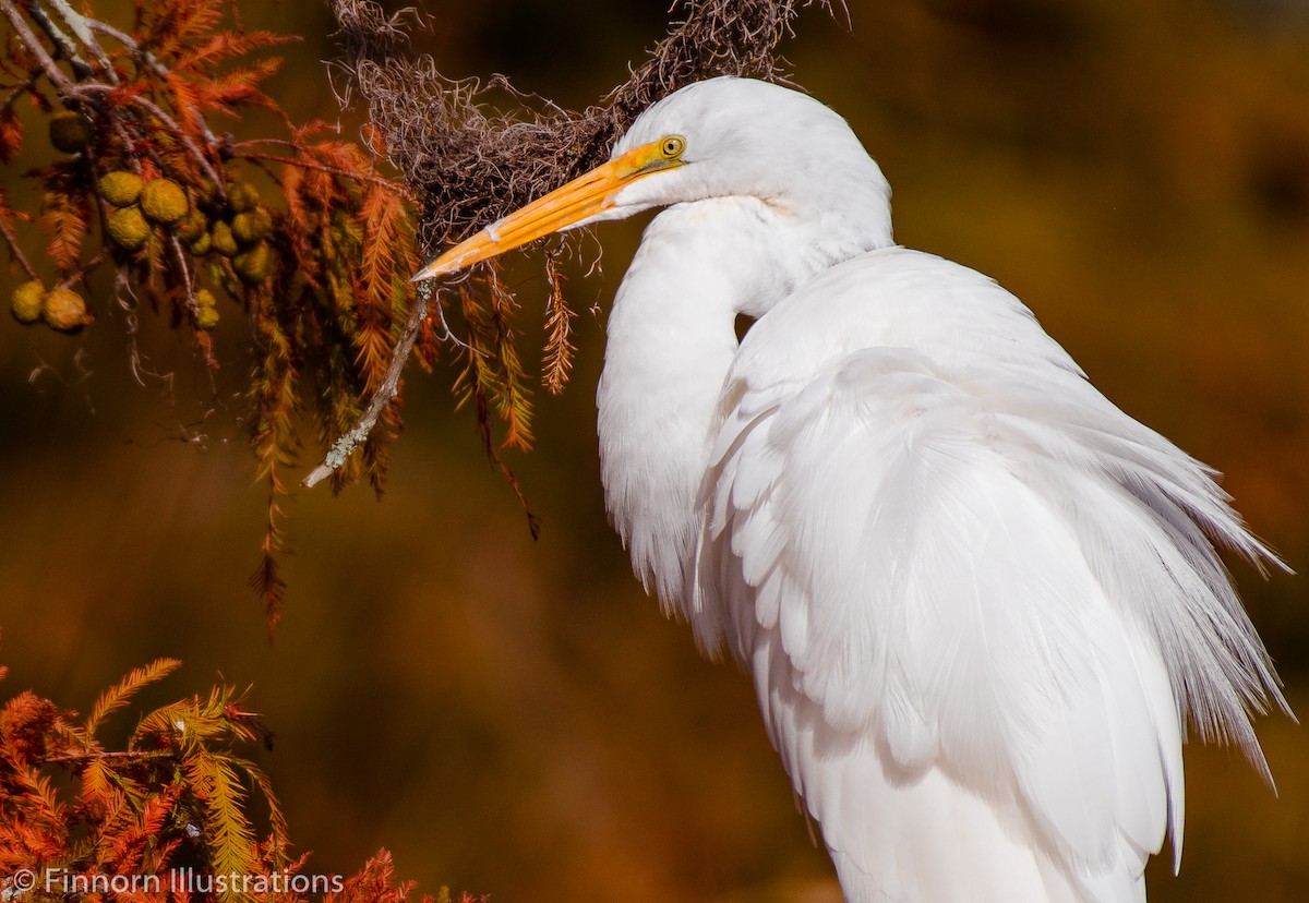 Grande Aigrette - ML187769951