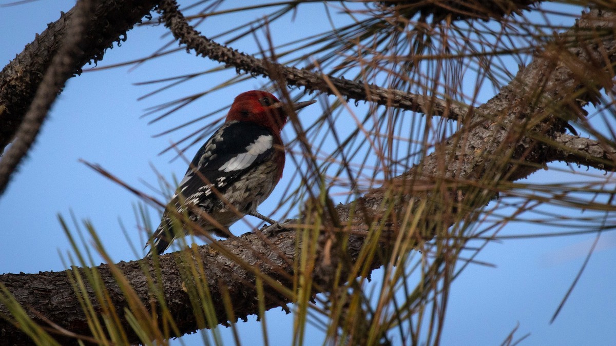 Red-breasted Sapsucker - ML187770521