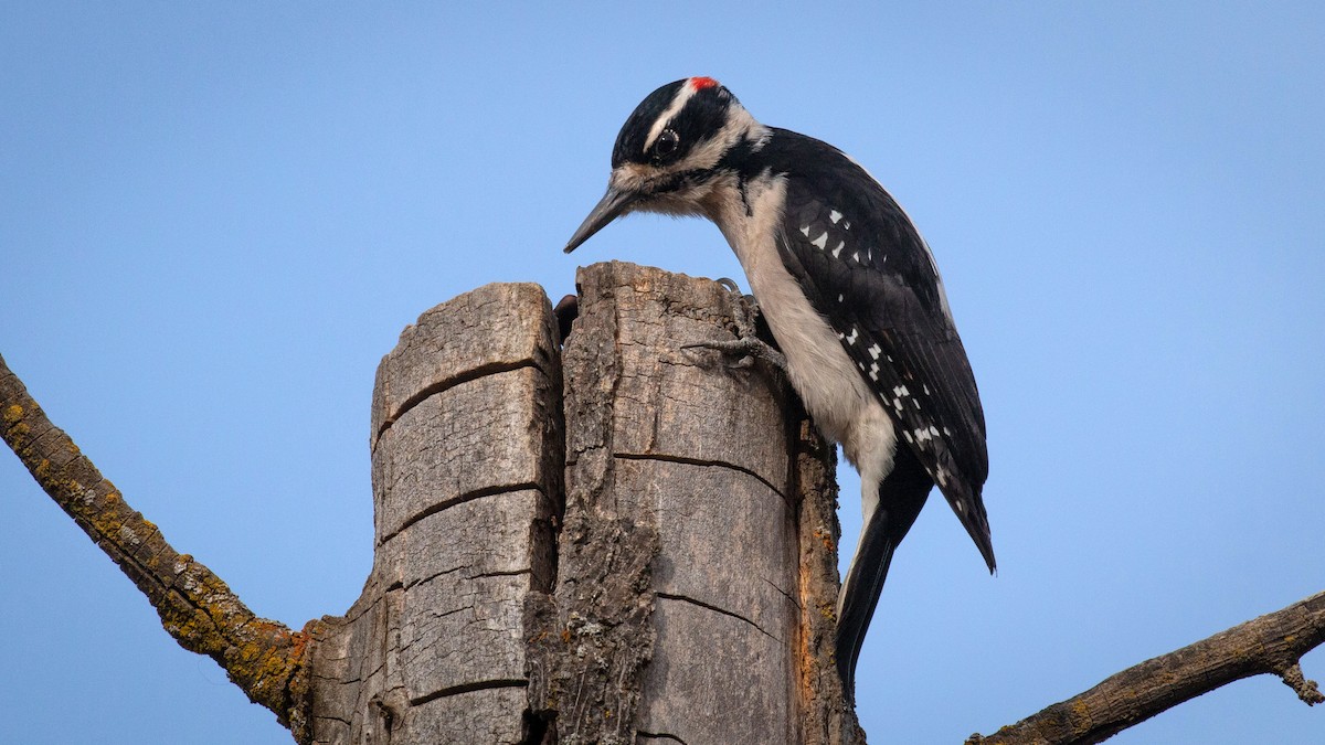 Hairy Woodpecker - ML187770571