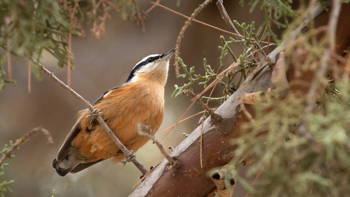 Red-breasted Nuthatch - ML187770681