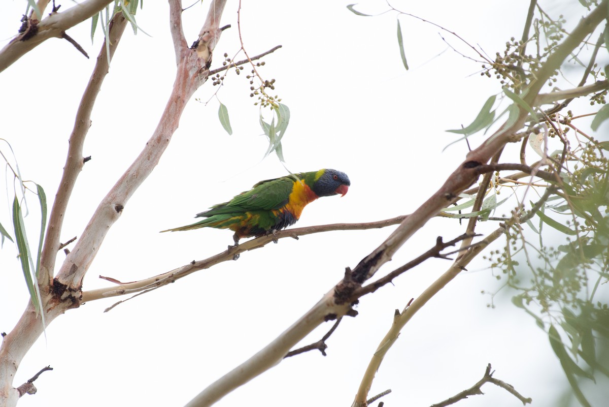 Rainbow Lorikeet - John C. Mittermeier