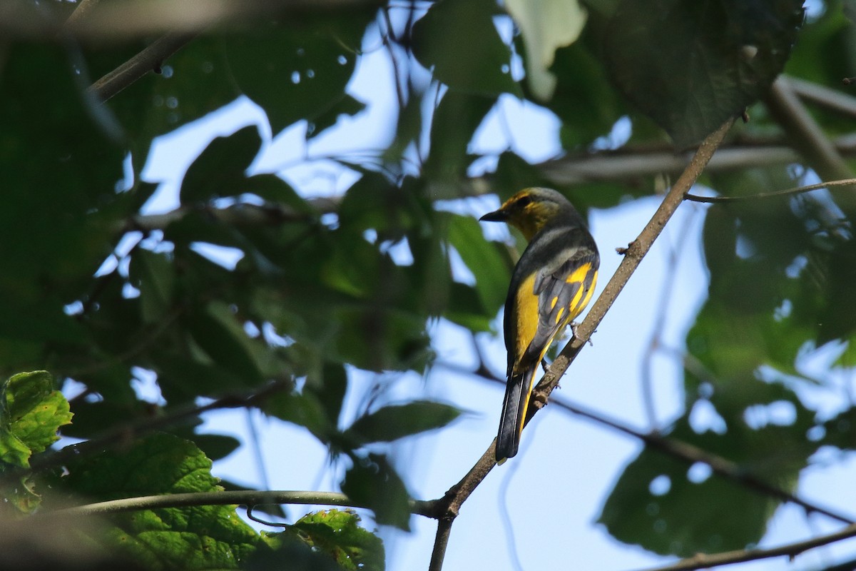 Scarlet Minivet - ML187774871