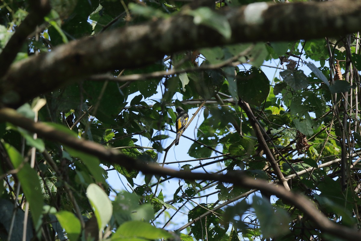 Scarlet Minivet - ML187774901