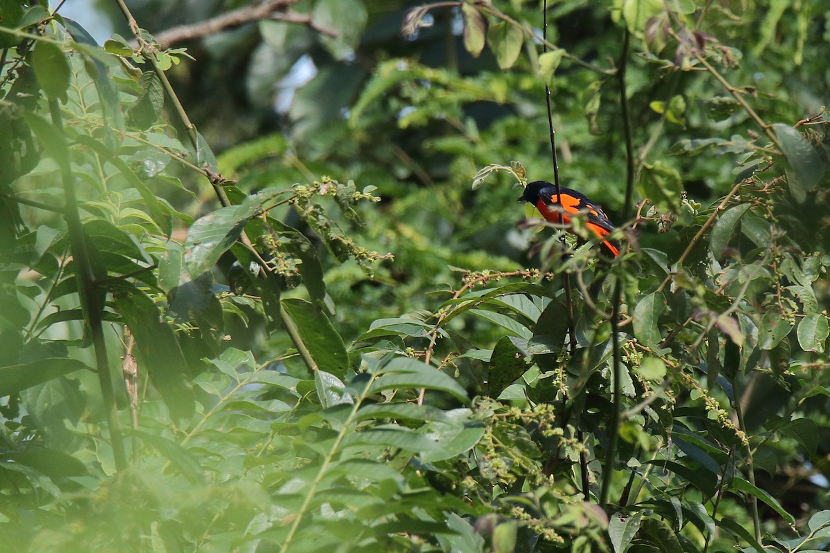 Scarlet Minivet - ML187775101