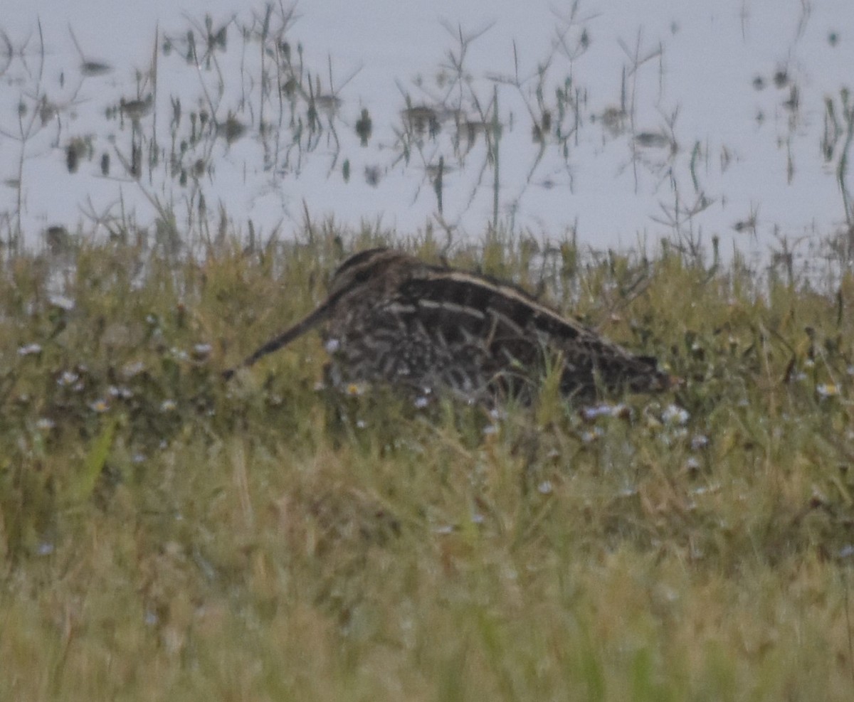 Wilson's Snipe - ML187776101