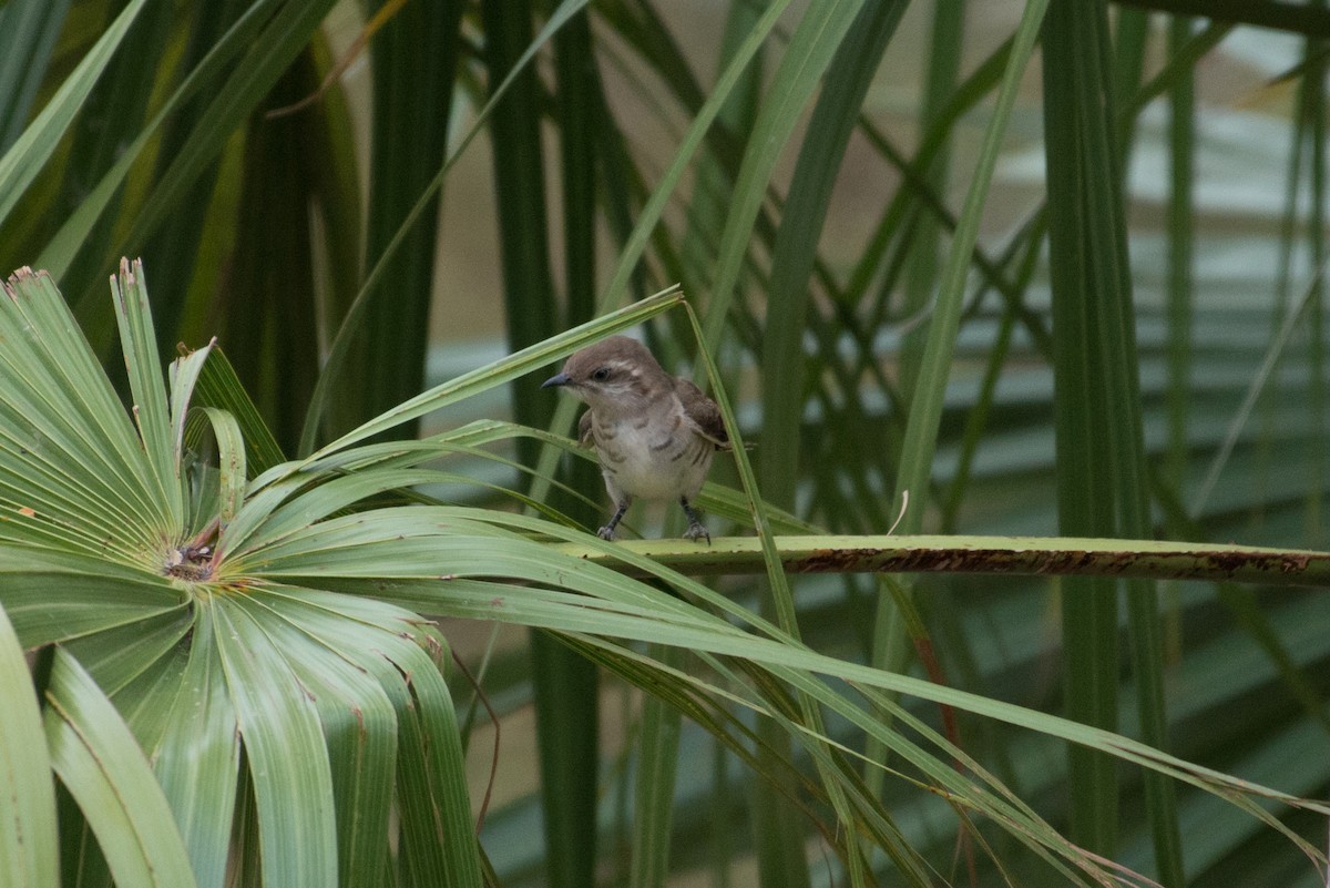 Horsfield's Bronze-Cuckoo - ML187777911