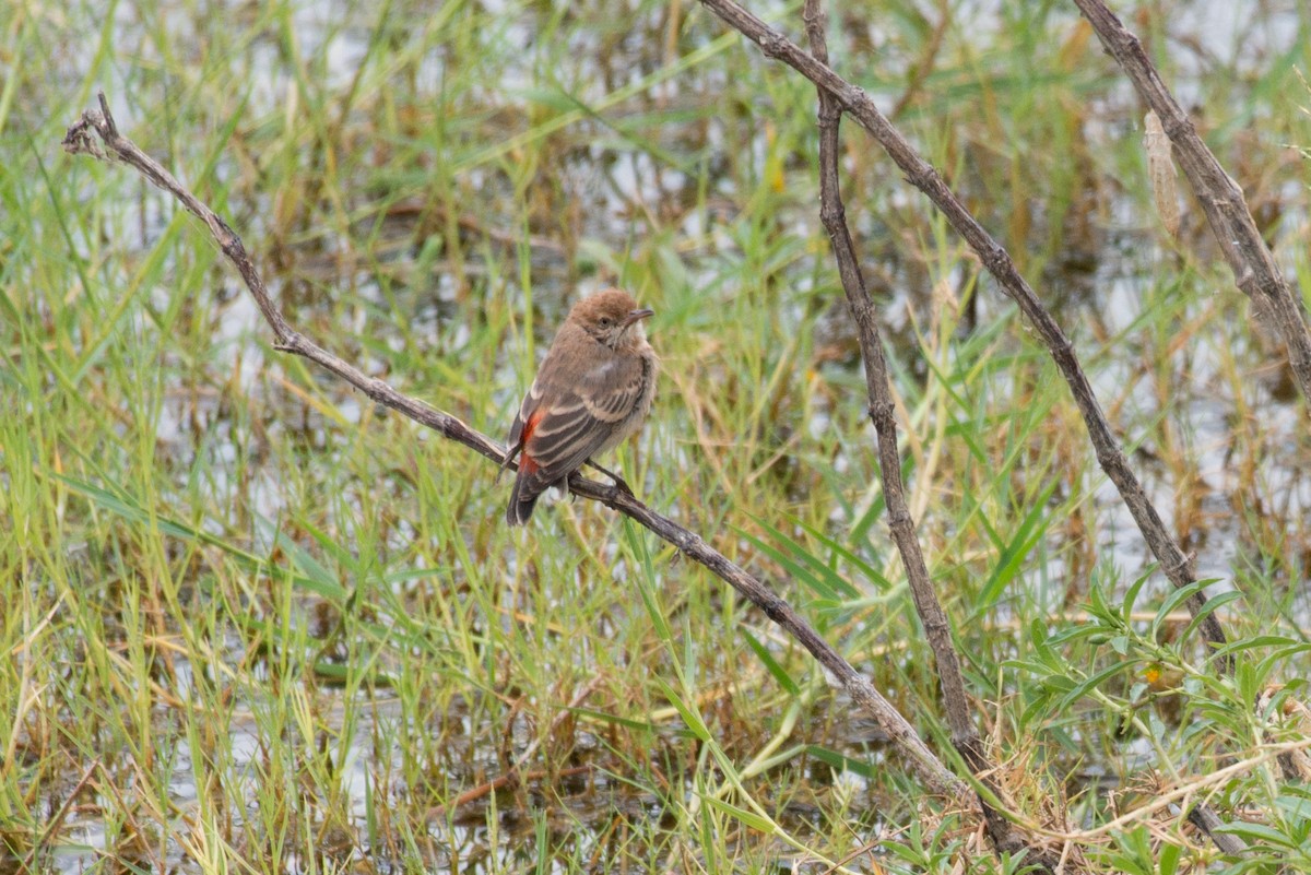 Crimson Chat - ML187778581