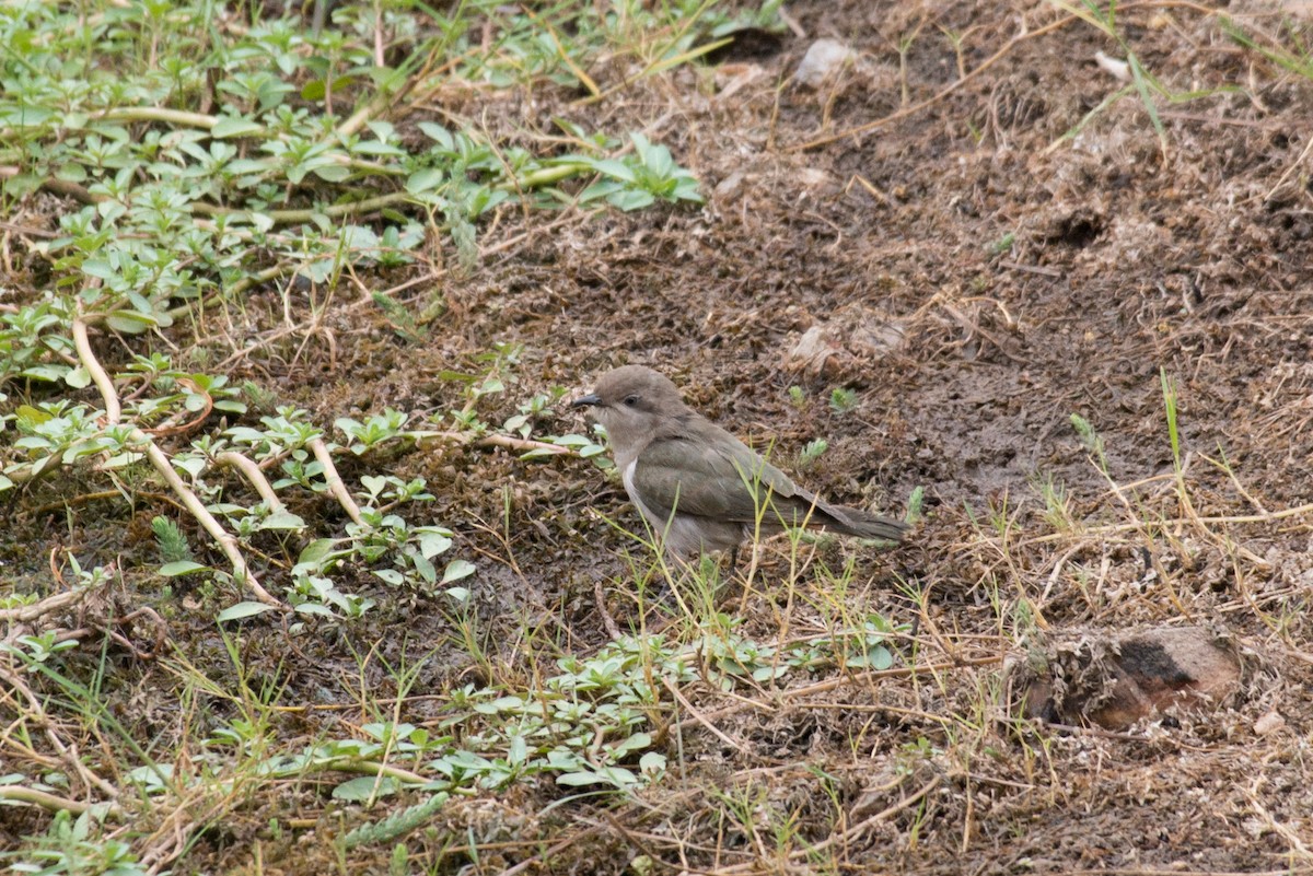 Horsfield's Bronze-Cuckoo - ML187778661