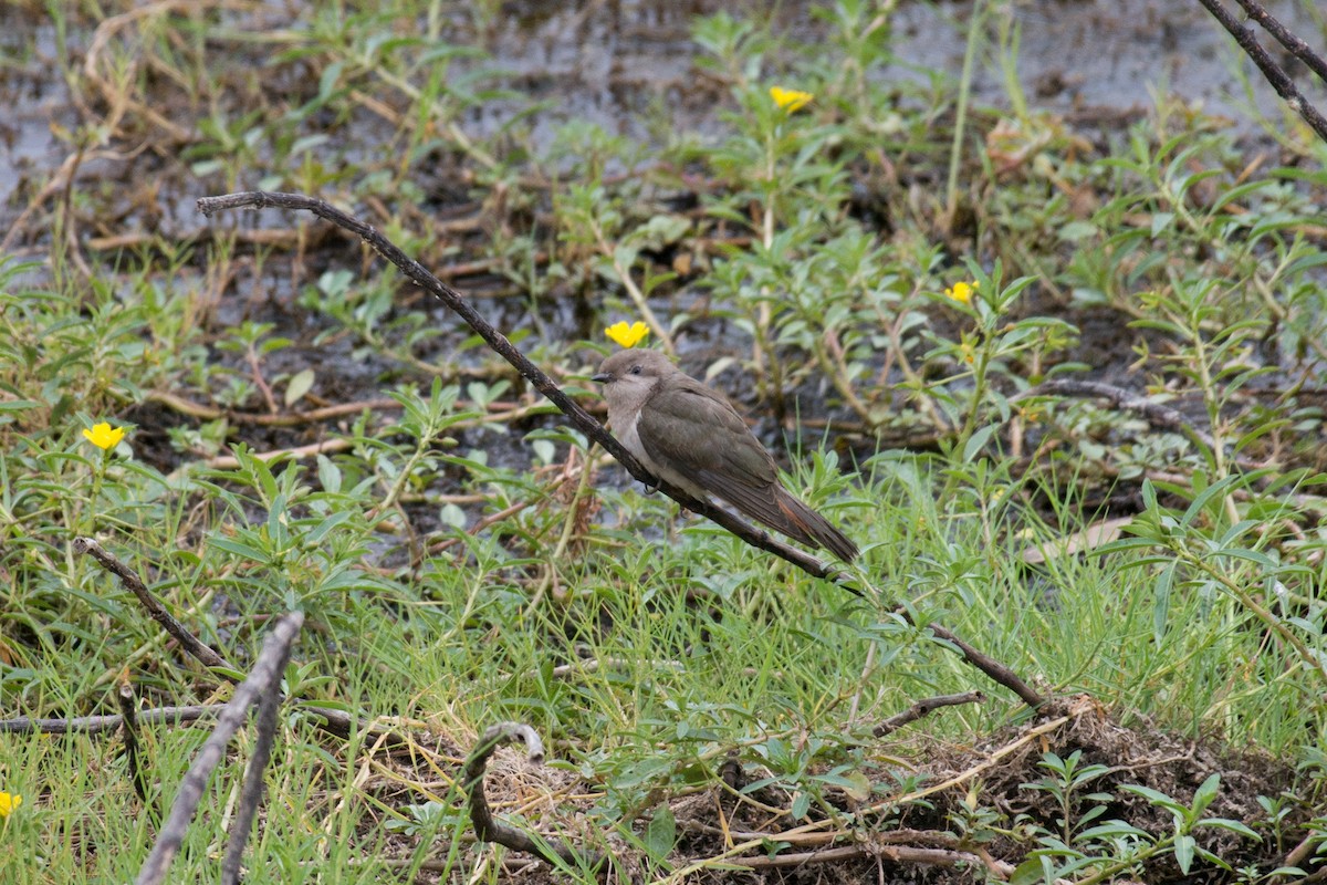 Horsfield's Bronze-Cuckoo - ML187778671