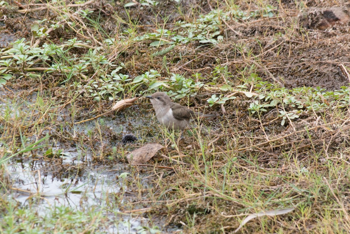 Horsfield's Bronze-Cuckoo - ML187778681