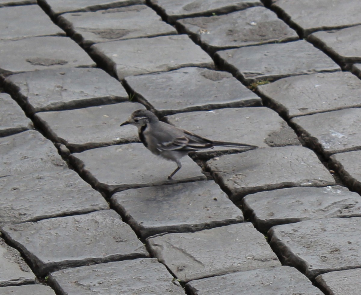 White Wagtail - Anthony Ciccarello