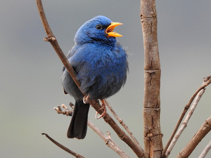 Photos - Blue Finch - Rhopospina caerulescens - Birds of the World