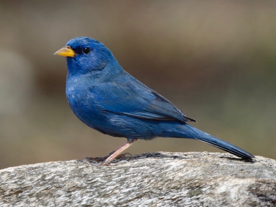 Photos - Blue Finch - Rhopospina caerulescens - Birds of the World