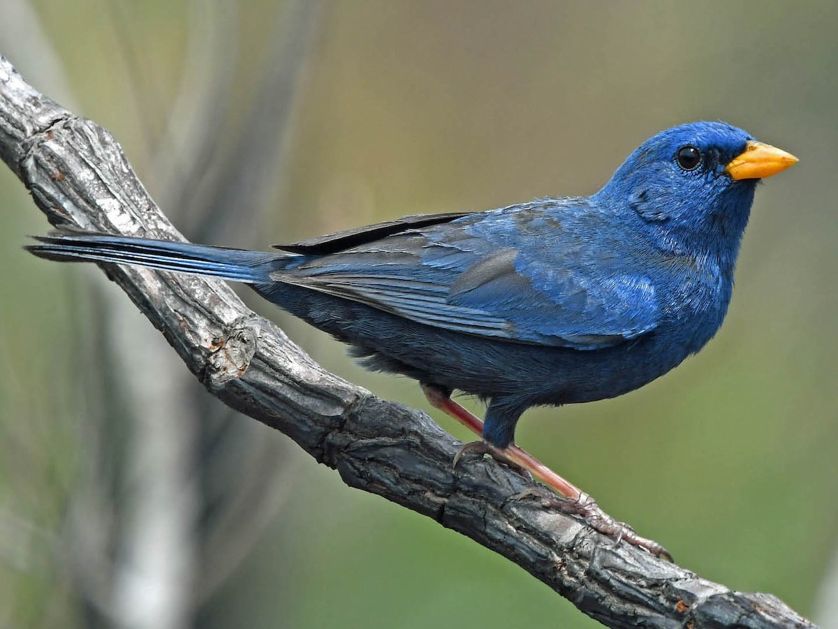 Photos - Blue Finch - Rhopospina caerulescens - Birds of the World