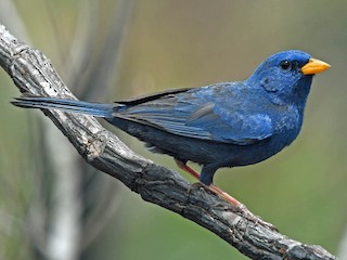 Blue Finch - Rhopospina caerulescens - Birds of the World
