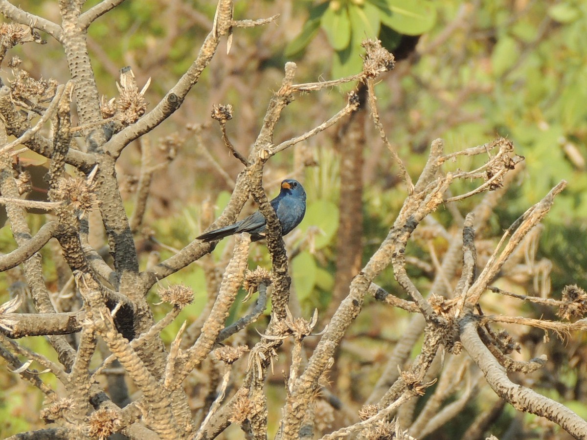 Photos - Blue Finch - Rhopospina caerulescens - Birds of the World