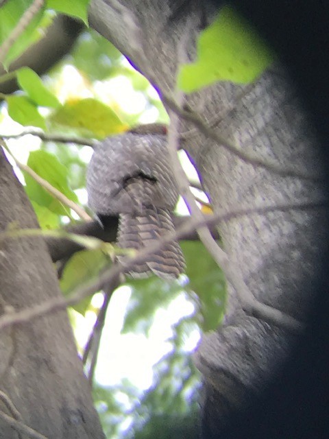 Coucou koël - ML187782771