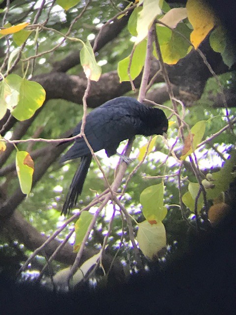 Asian Koel - ML187782821