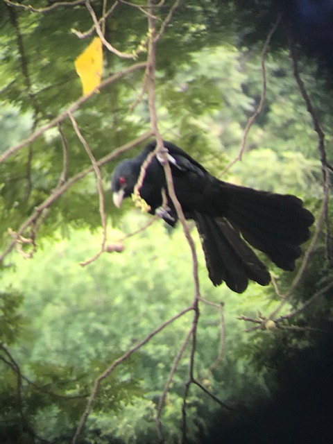 Asian Koel - ML187782851