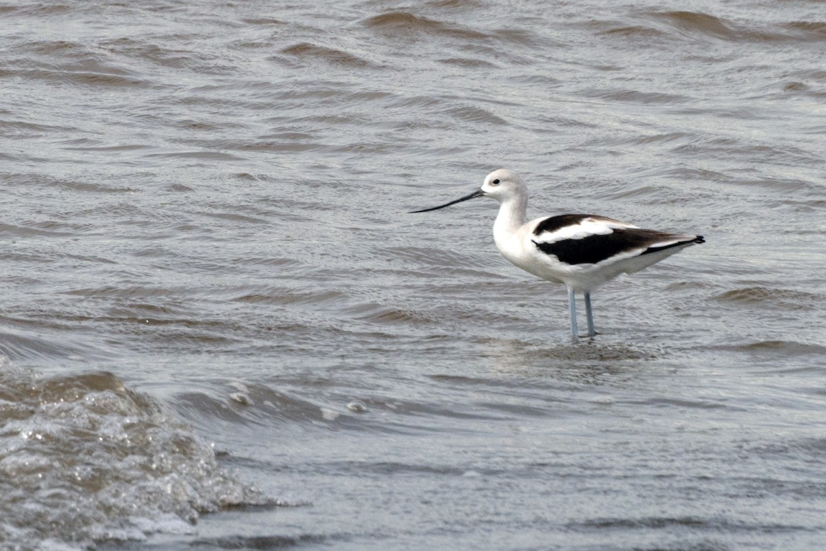 Avocette d'Amérique - ML187783811