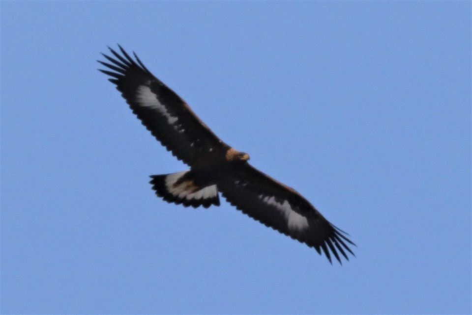 Golden Eagle - ML187785221