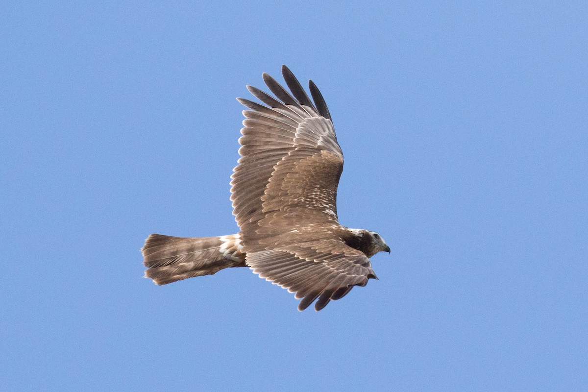 Papuan Harrier - ML187786251