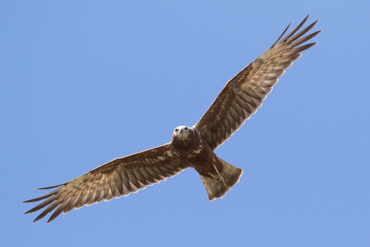 Papuan Harrier - ML187786341