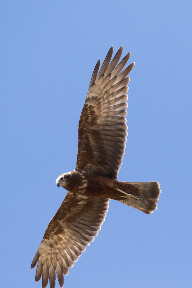 Papuan Harrier - ML187786441