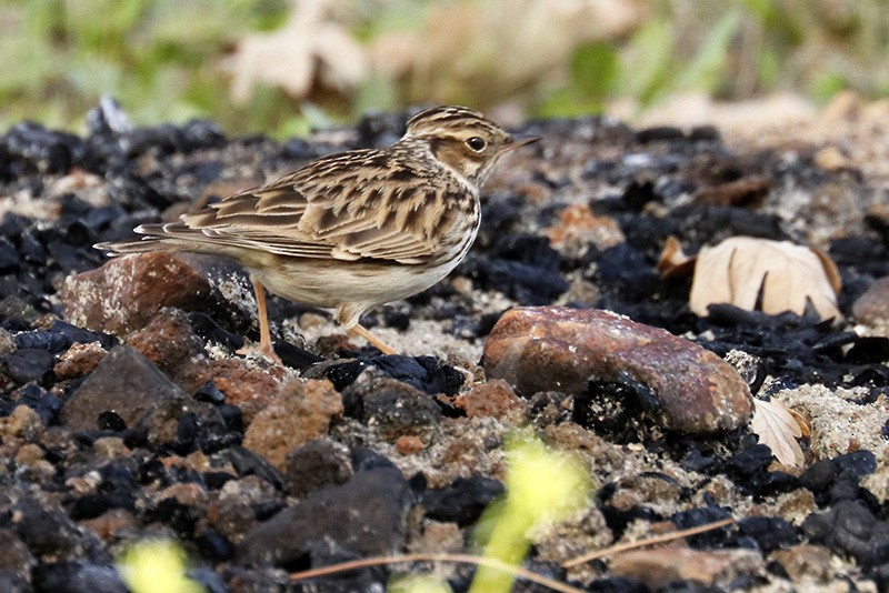 Wood Lark - Francisco Barroqueiro