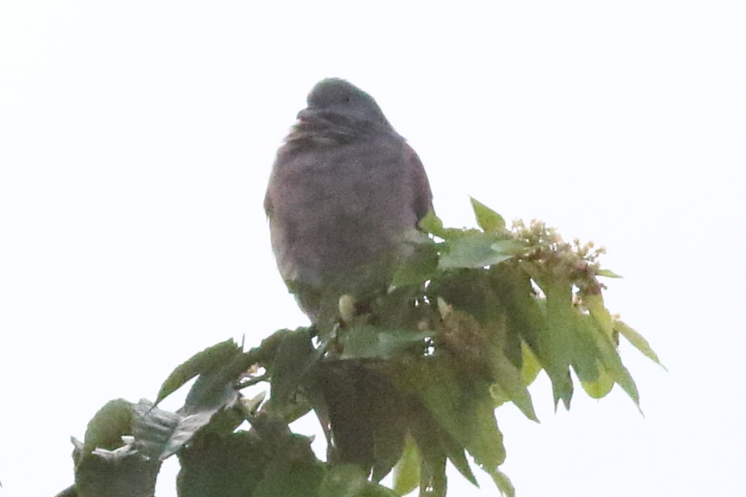 Pale-vented Pigeon - ML187786561